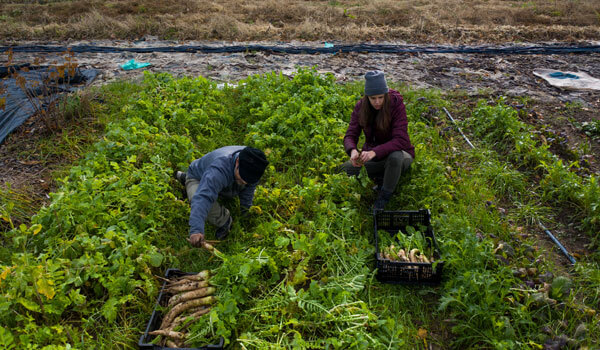 Anna Zoodsma works in a field at Salt City Harvest Farm with farm manager Jay Regmi. Together they are harvesting daikon radishes.