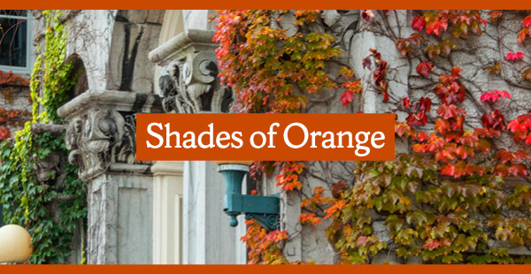 Shades of Orange fall ivy on campus building image