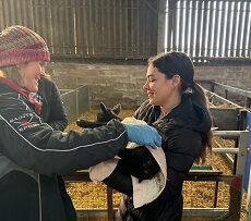 Sardino holding a calf during a Syracuse University trip to Lockerbie, Scotland.